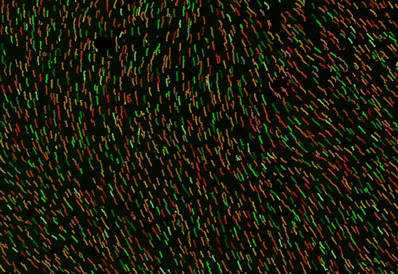 Dynamic Content Image